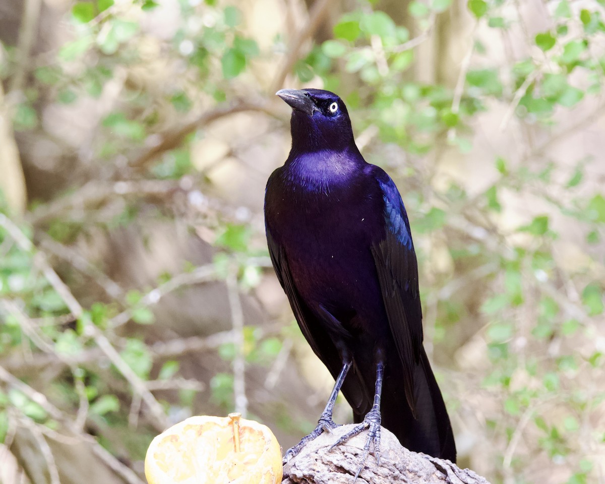 Great-tailed Grackle - Dave Bengston