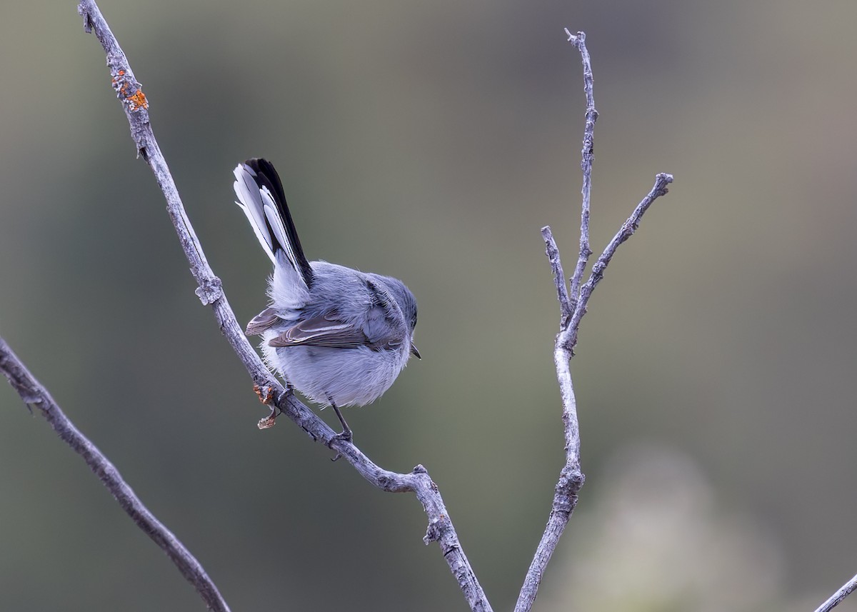 Blue-gray Gnatcatcher - Verlee Sanburg