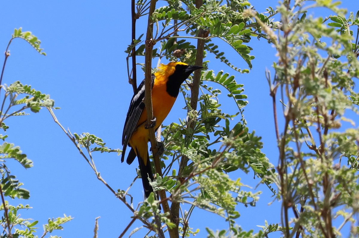 Hooded Oriole - Tricia Vesely