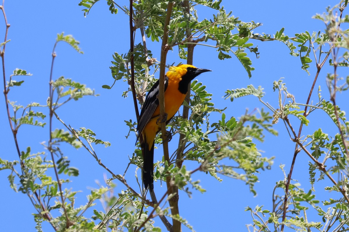 Hooded Oriole - Tricia Vesely