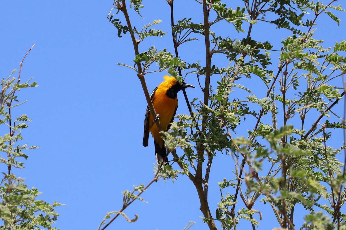 Hooded Oriole - Tricia Vesely