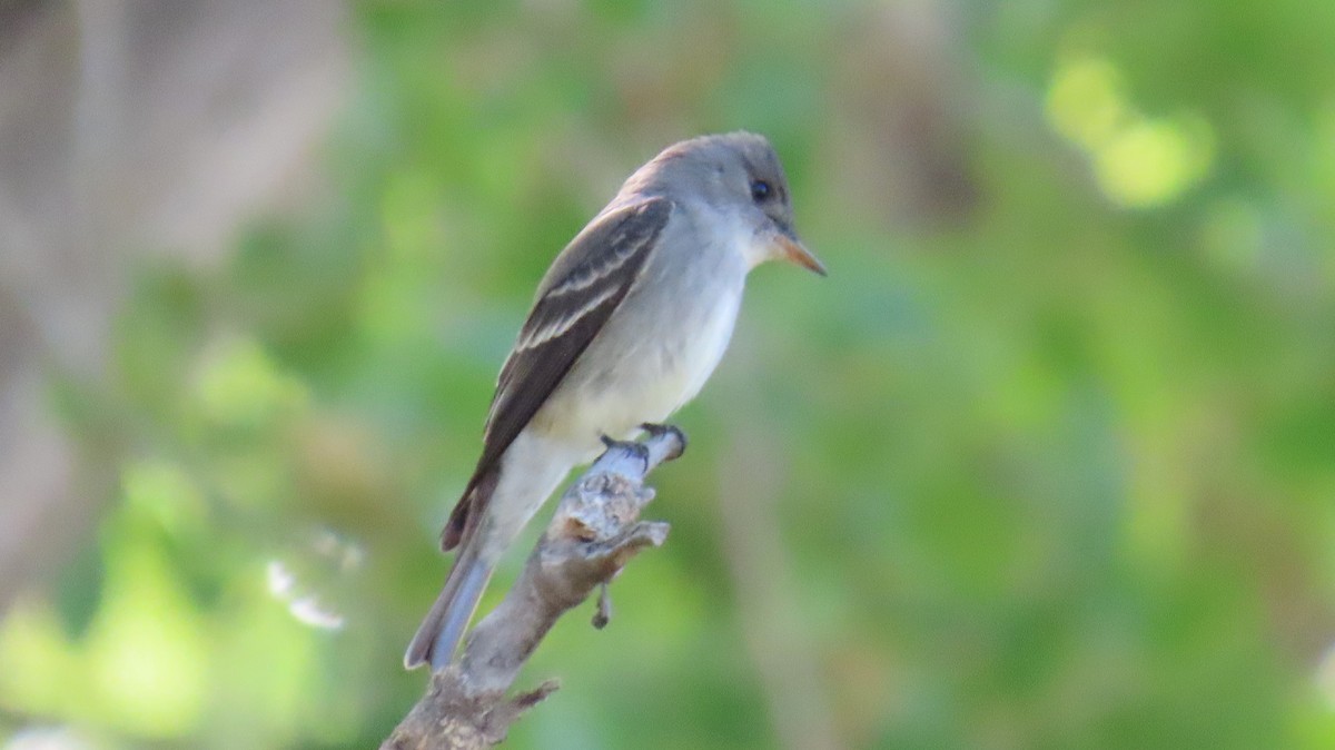 Western Wood-Pewee - Merri R