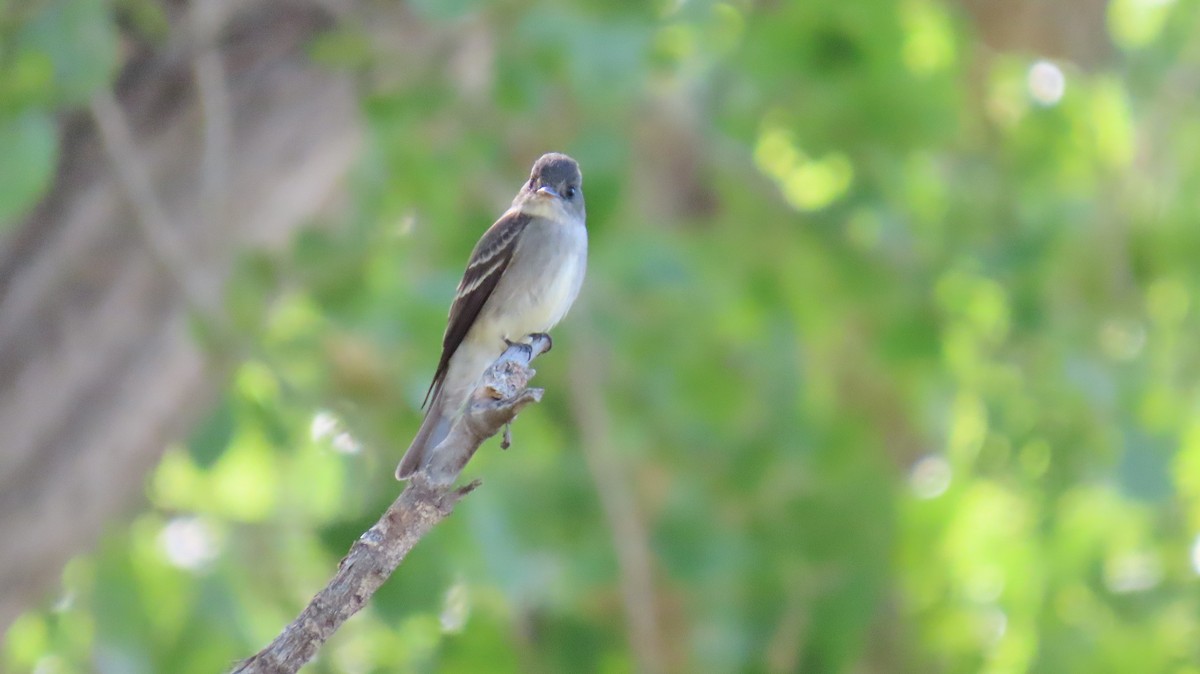 Western Wood-Pewee - Merri R