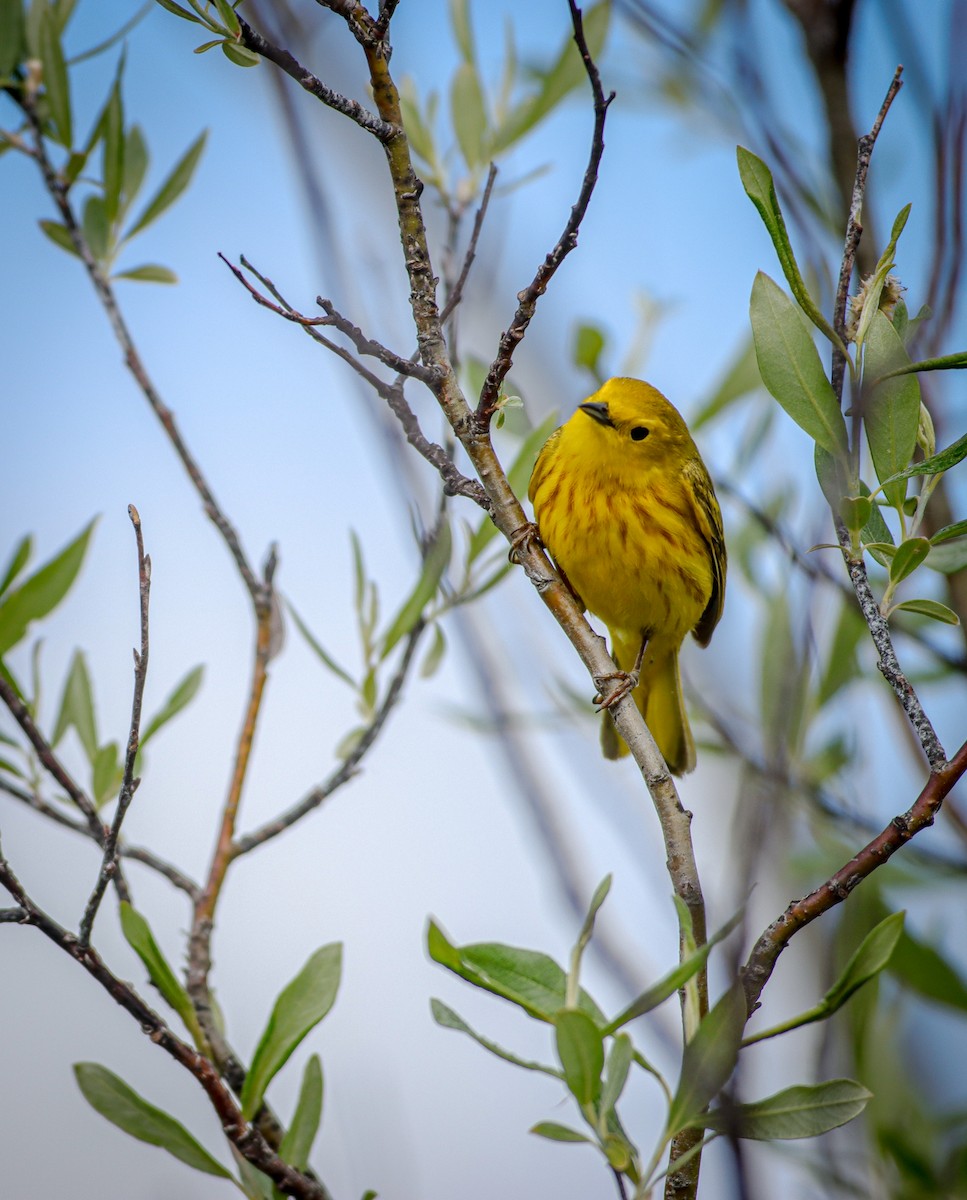 Yellow Warbler - Andrew Thomas 🦅🪶