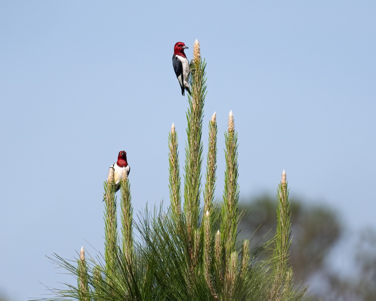 Red-headed Woodpecker - Scott Mullens