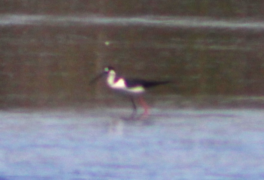 Black-necked Stilt - Anni Desai