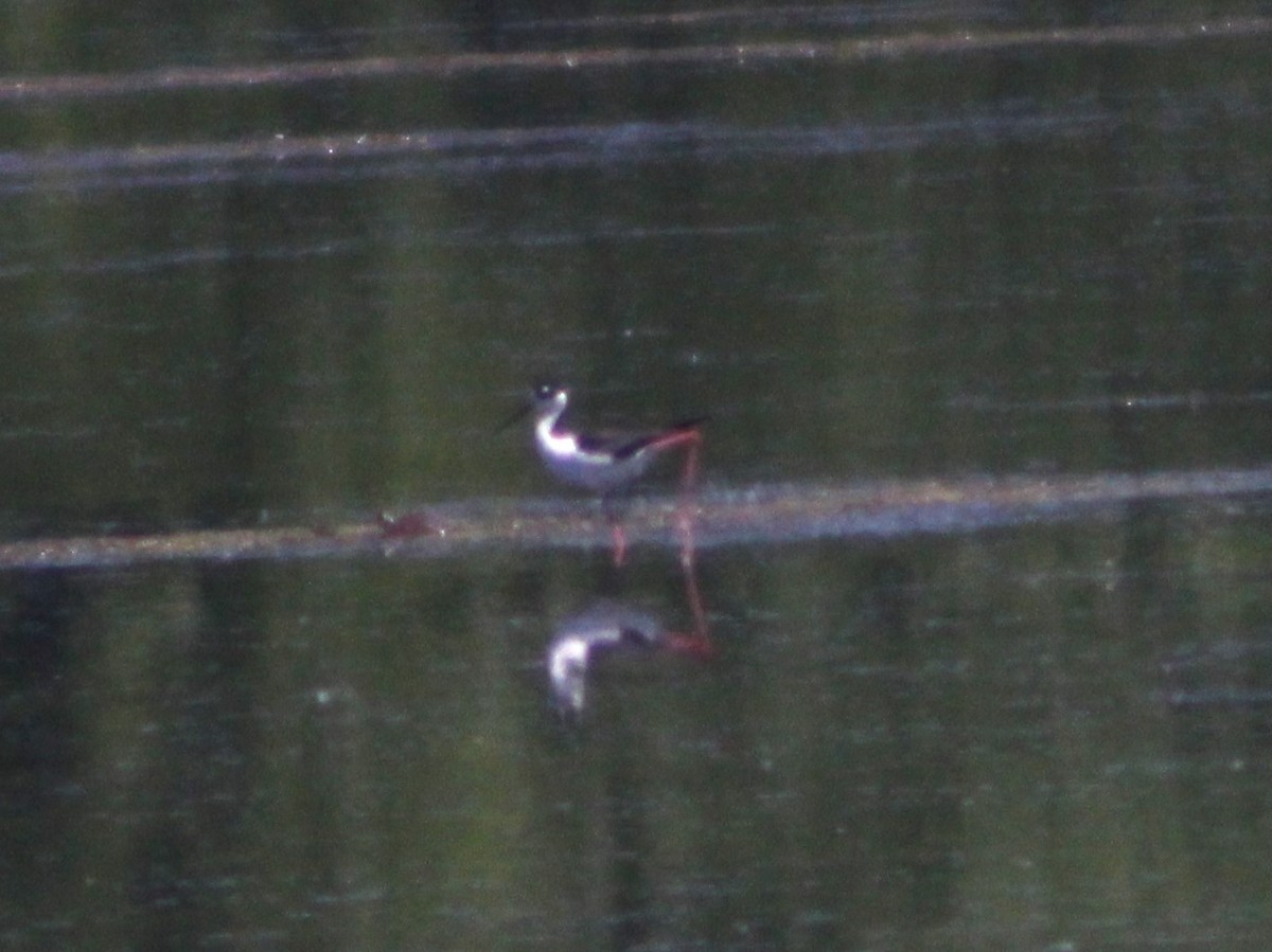 Black-necked Stilt - Anni Desai