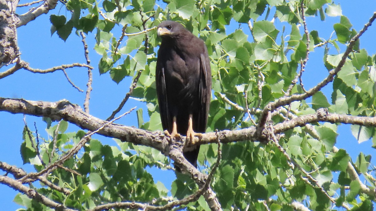 Common Black Hawk - ML619586295