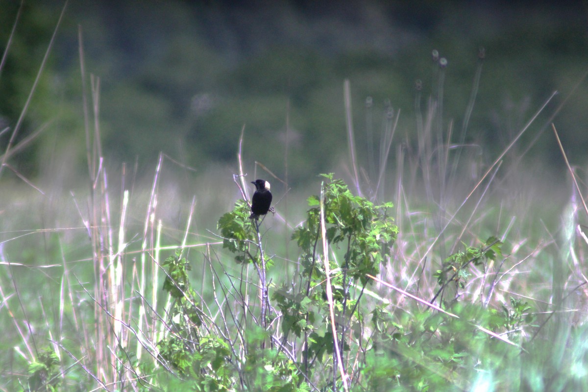 Bobolink - ML619586298