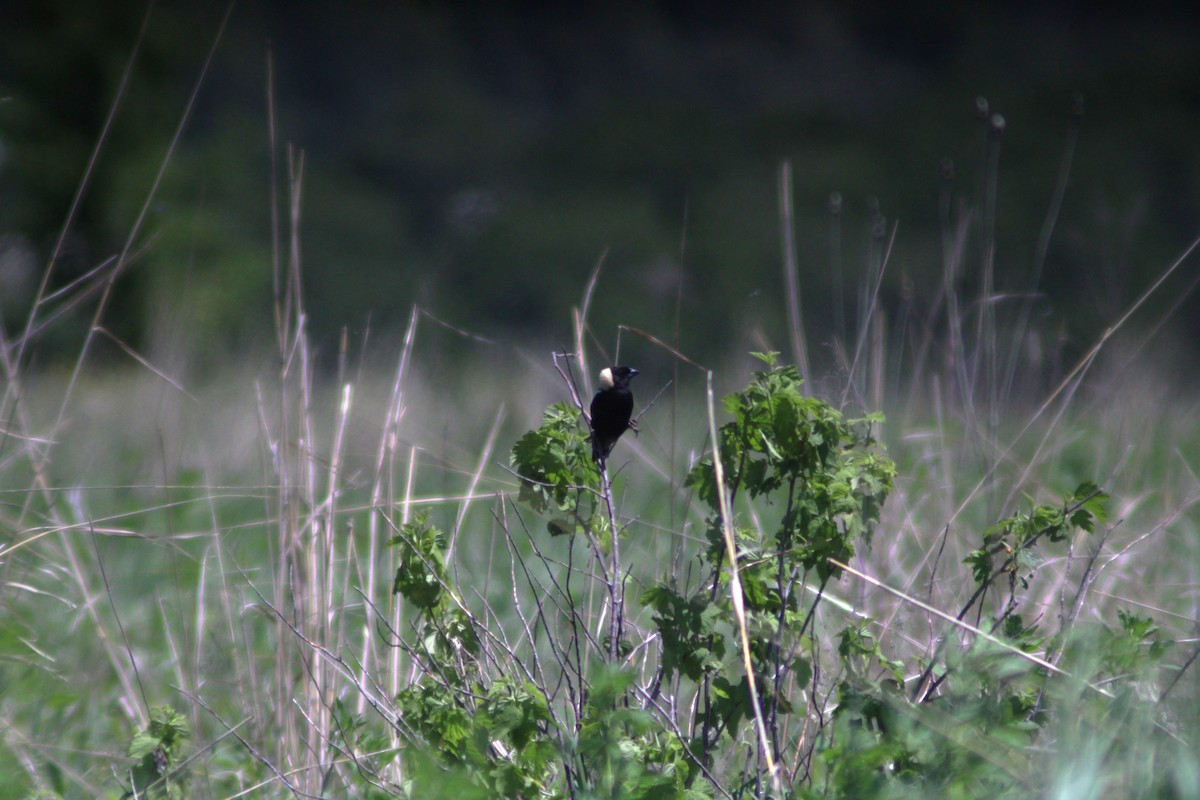 Bobolink - ML619586299