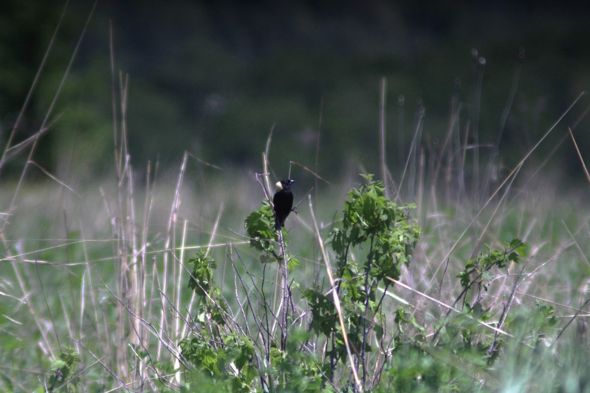 Bobolink - Anni Desai