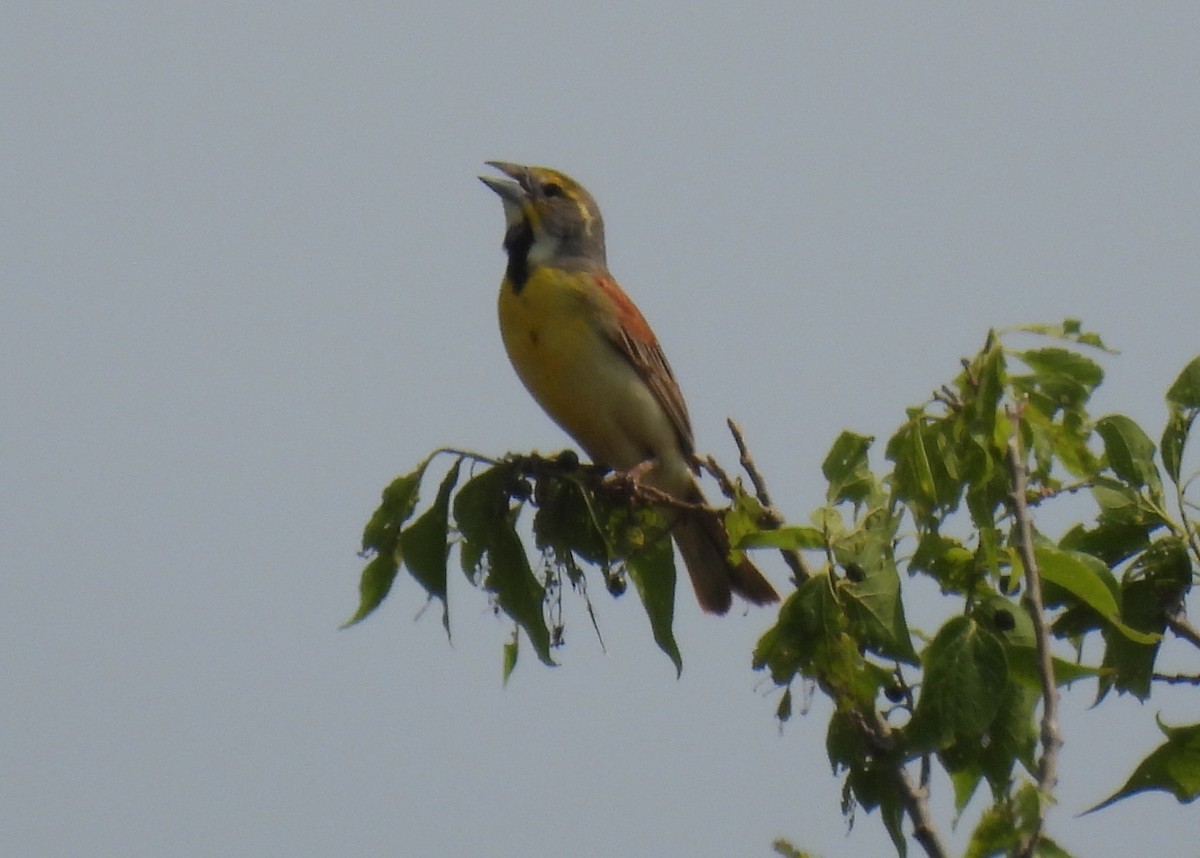 Dickcissel d'Amérique - ML619586303