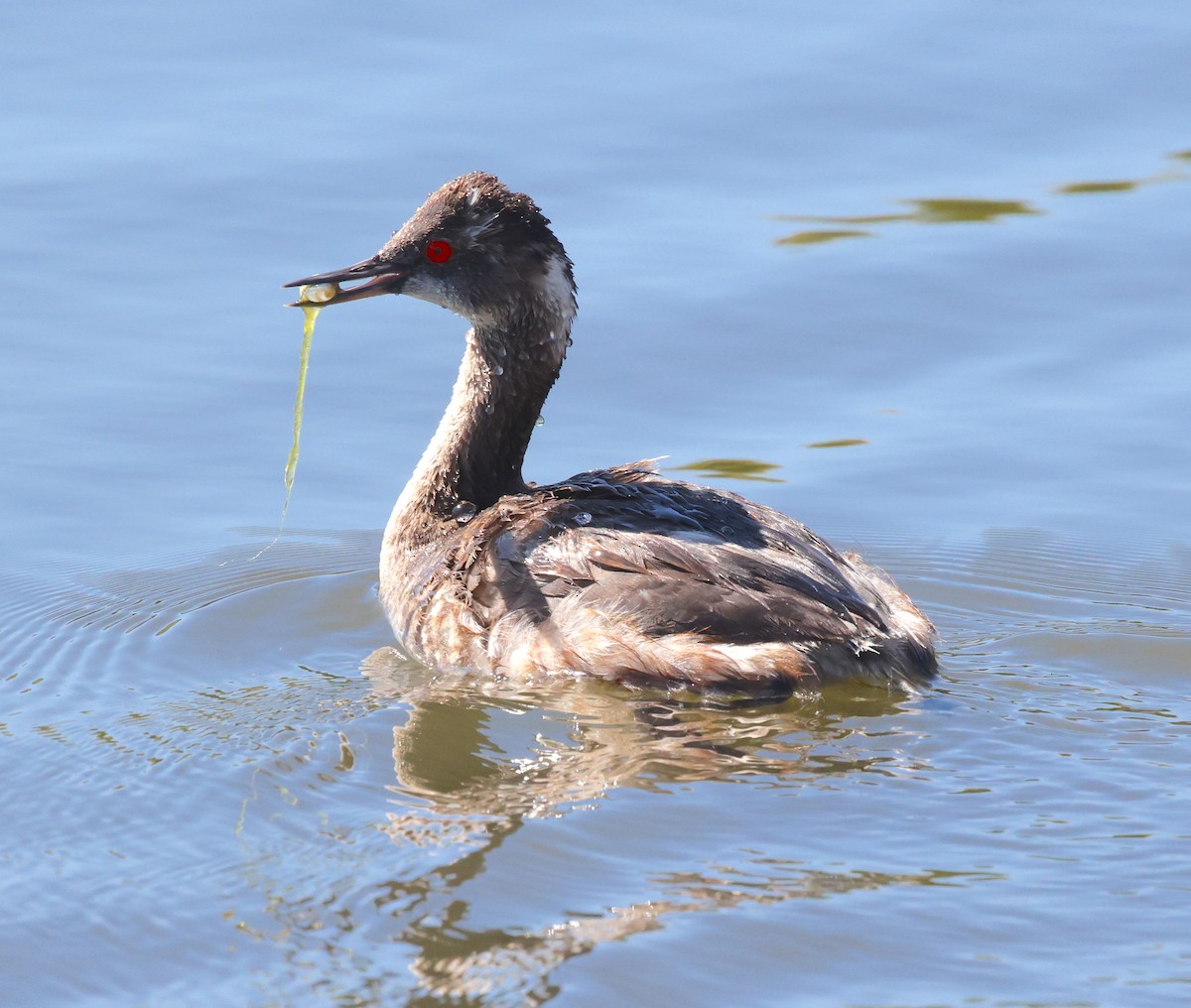 Eared Grebe - Bryan Flaig