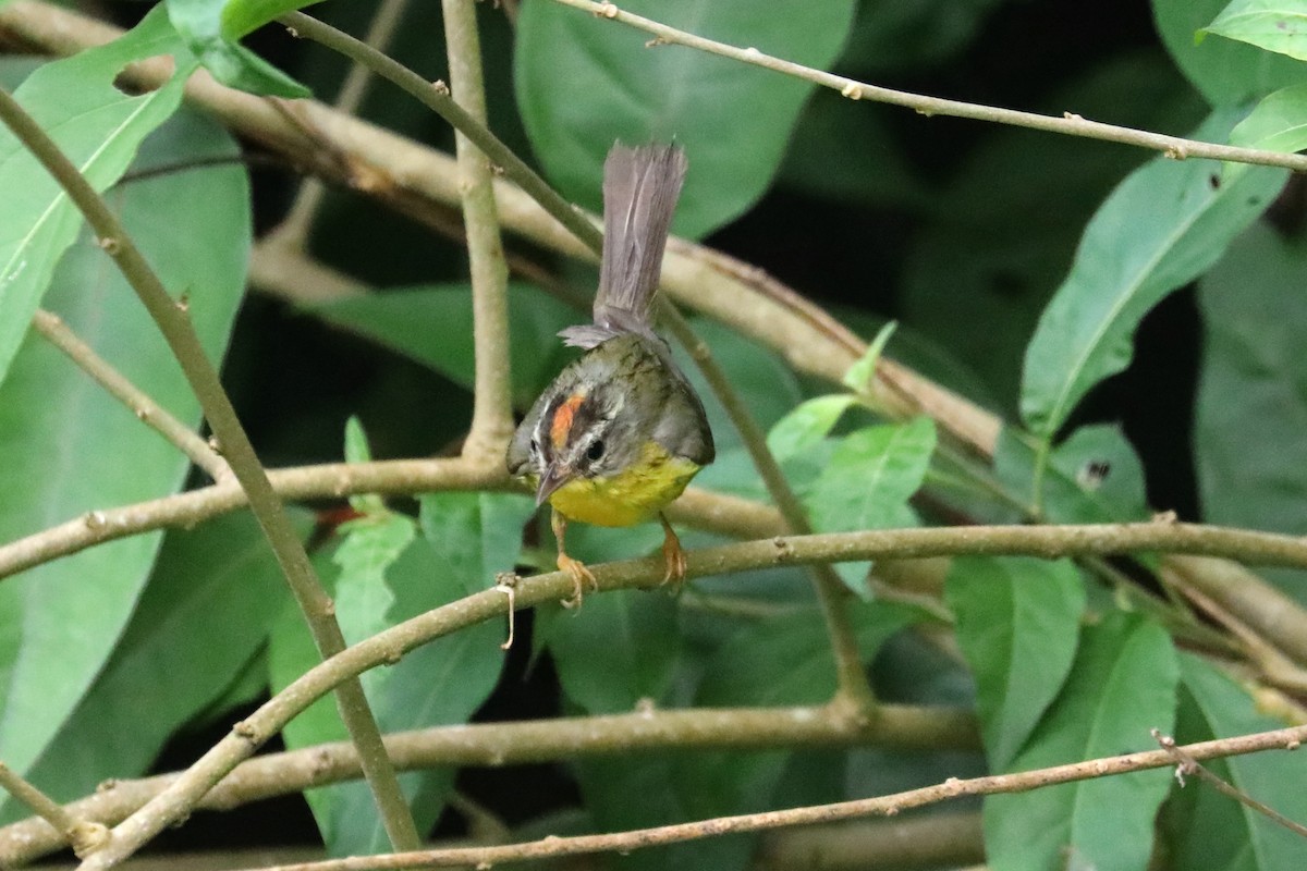 Golden-crowned Warbler - Stephen Gast