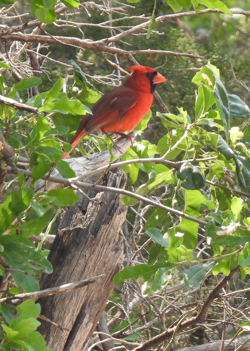 Cardinal rouge - ML619586314