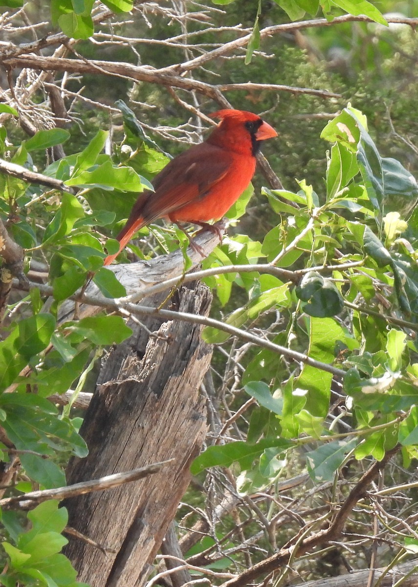 Northern Cardinal - Mary K Gardner