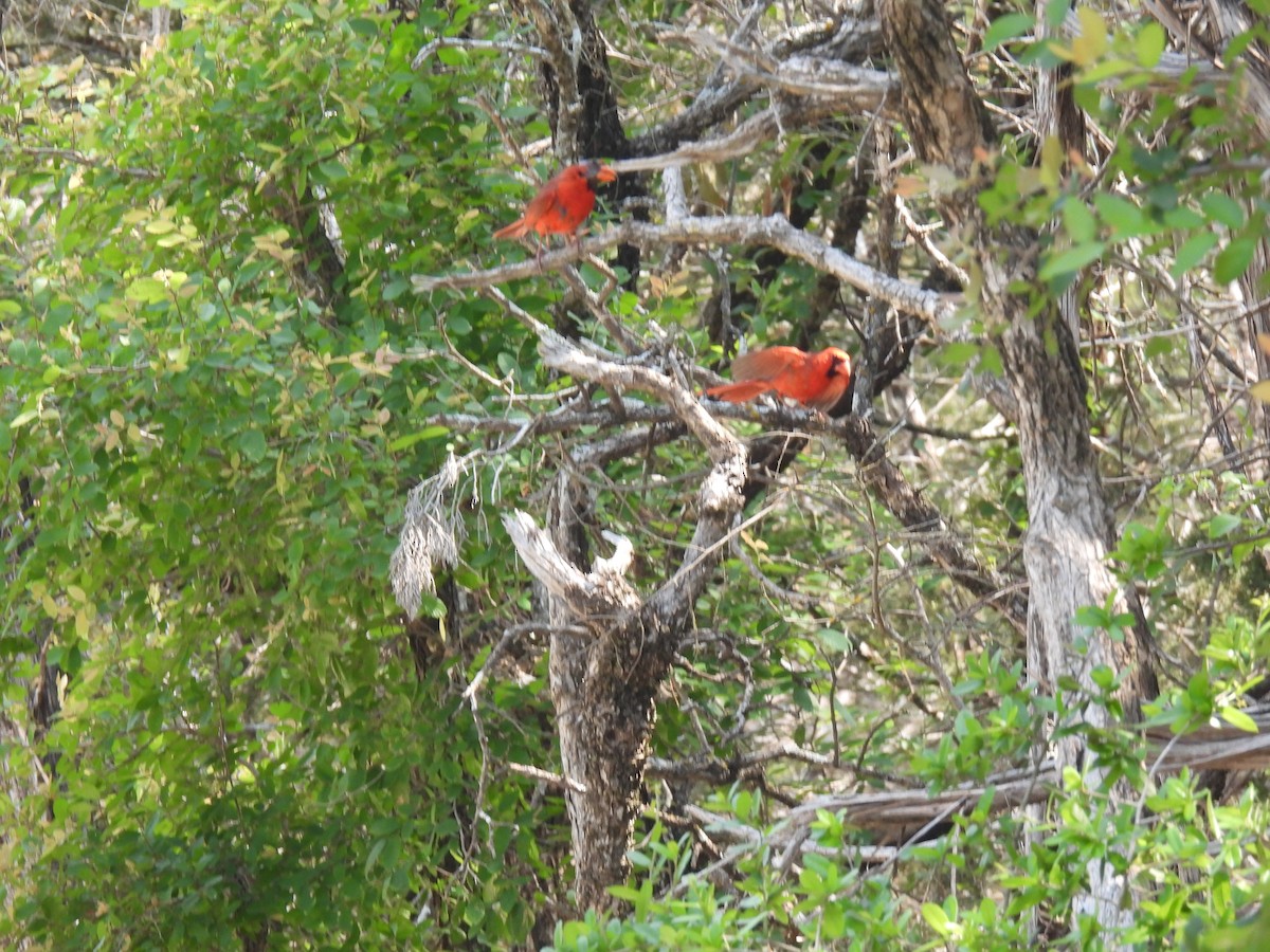 Cardinal rouge - ML619586315