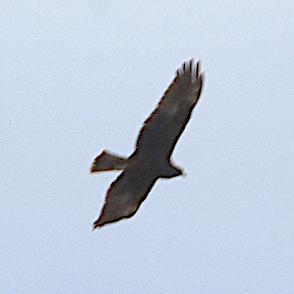 Aguilucho Lagunero del Pacífico - ML619586316