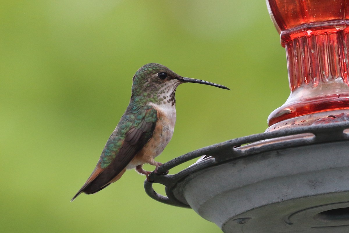 Allen's Hummingbird - Jeffrey Fenwick