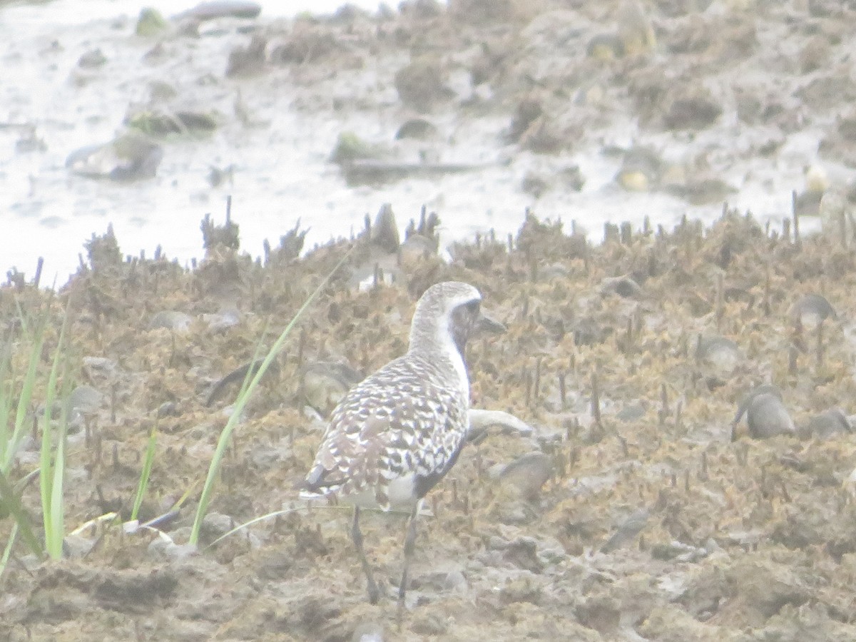 Black-bellied Plover - William Kuk