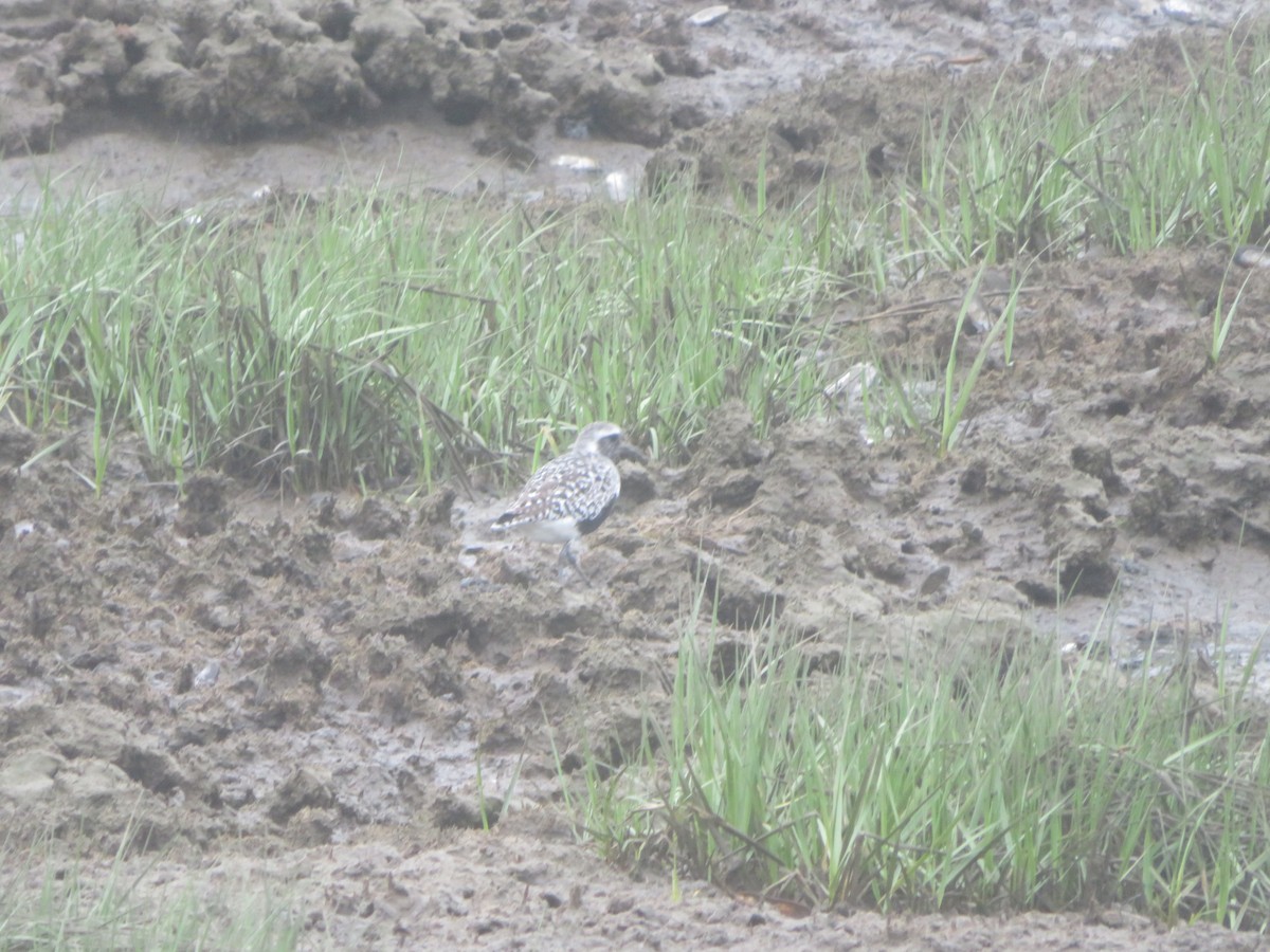 Black-bellied Plover - William Kuk