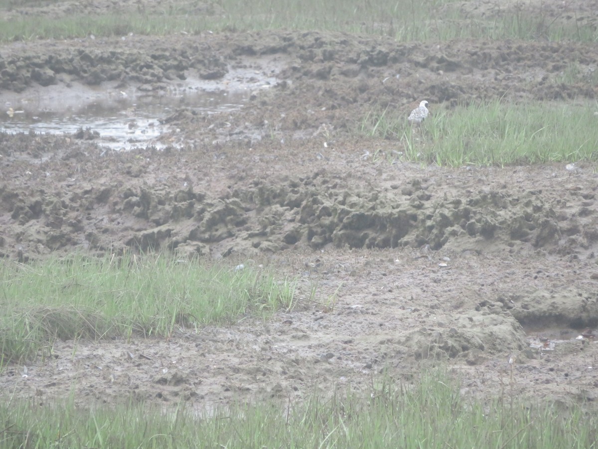 Black-bellied Plover - William Kuk