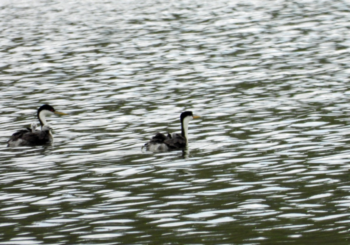 Western Grebe - Rod Higbie