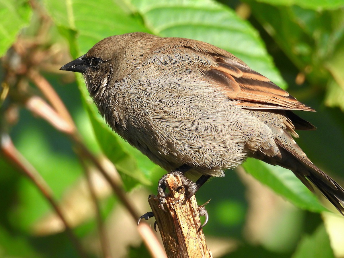 Grayish Baywing - Cecilia Gosso