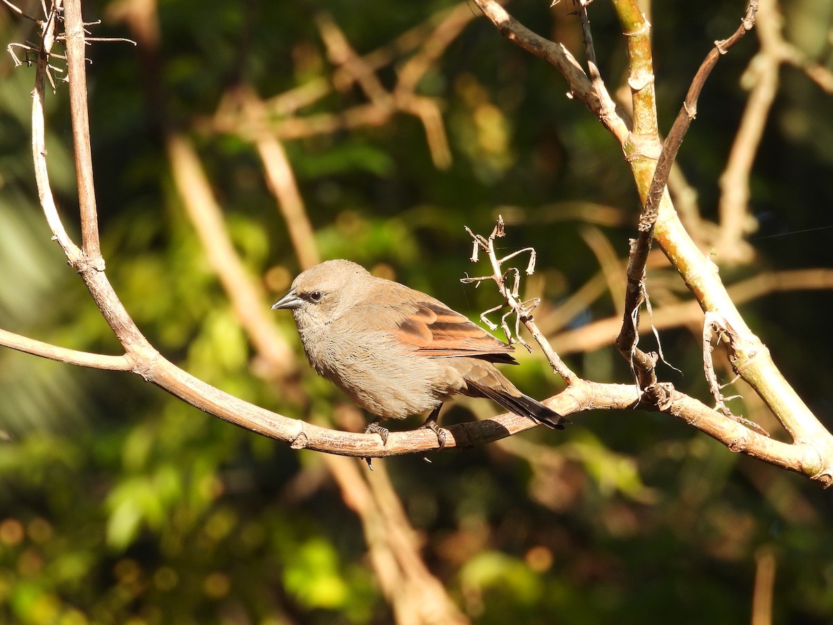 Grayish Baywing - Cecilia Gosso