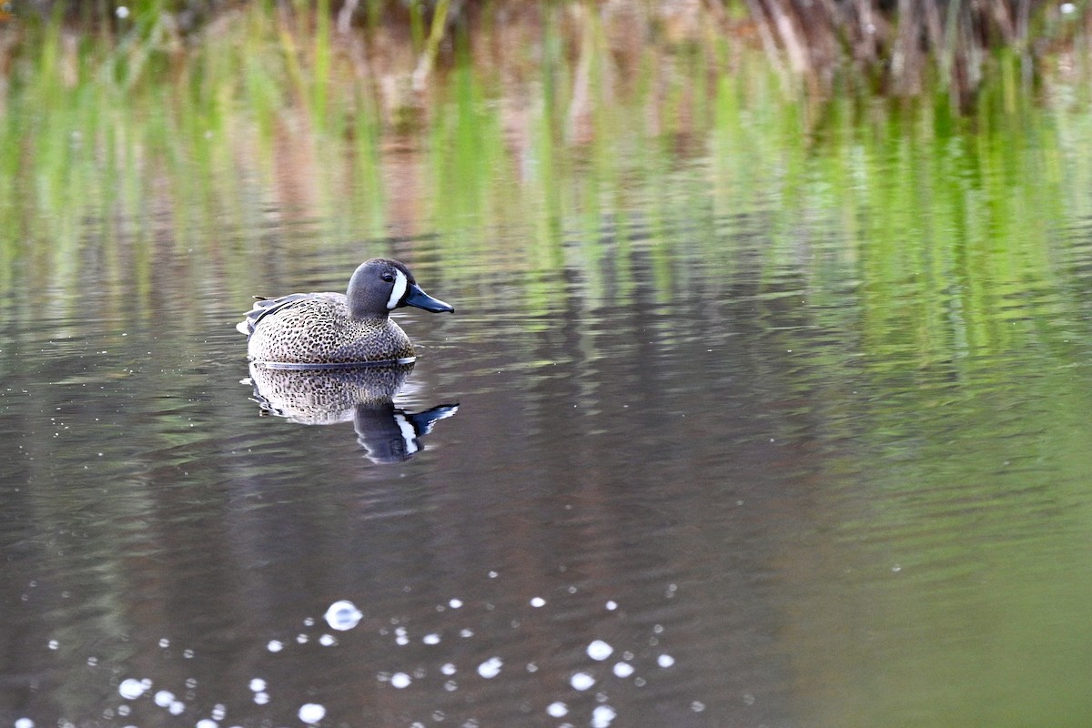 Blue-winged Teal - Aaron Marshall