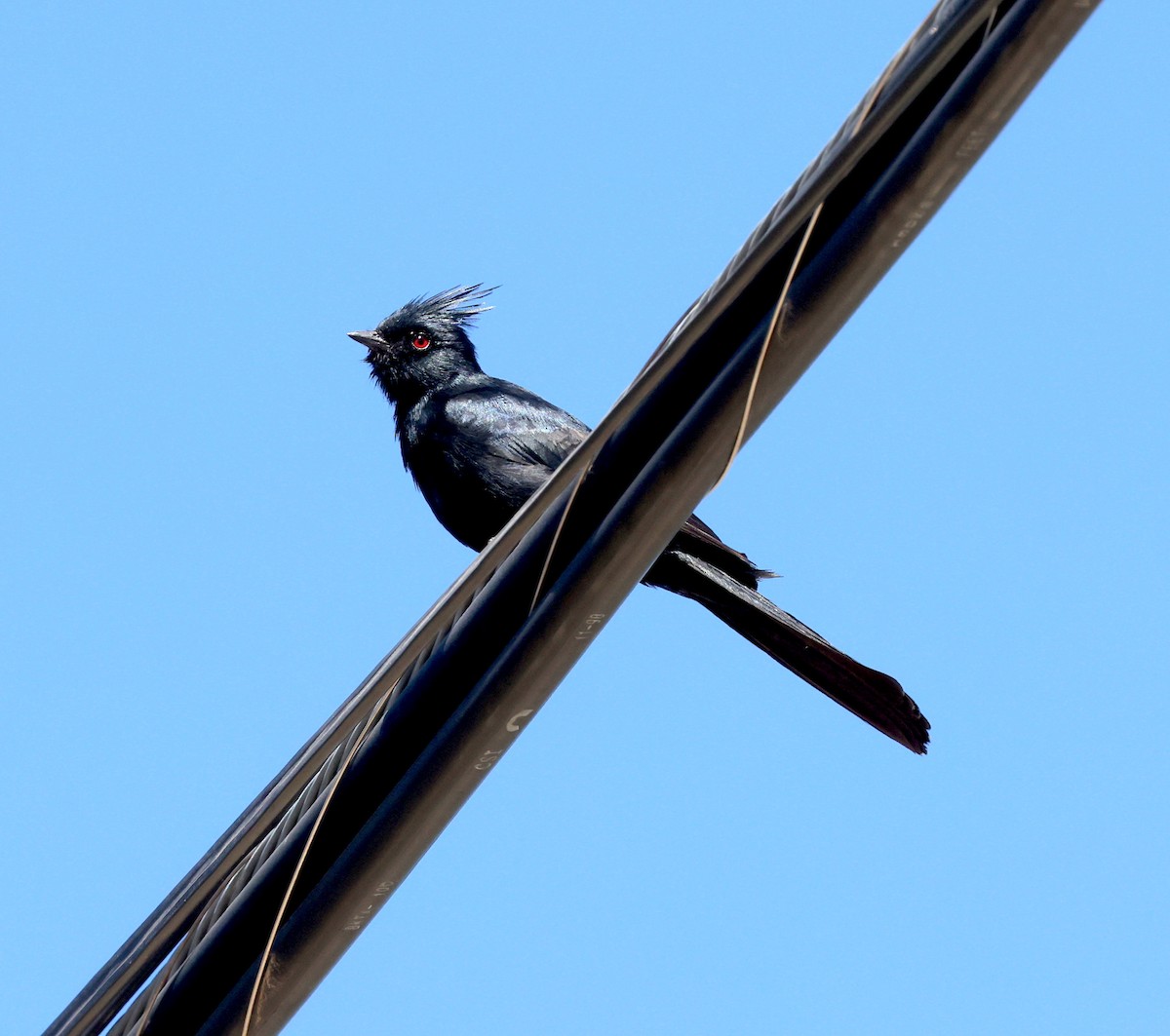 Phainopepla - Bryan Flaig