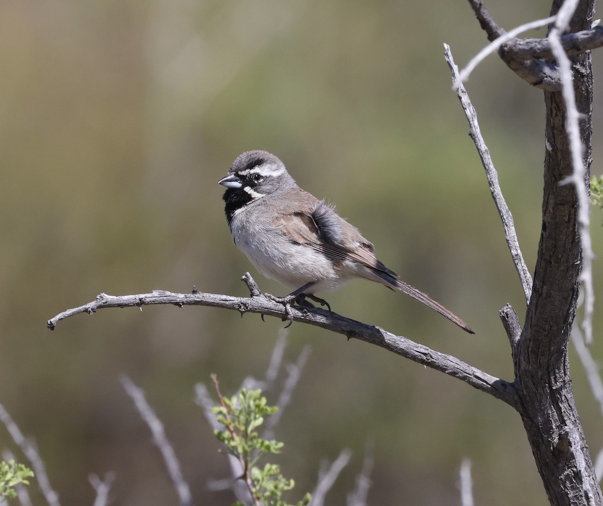 Black-throated Sparrow - ML619586337