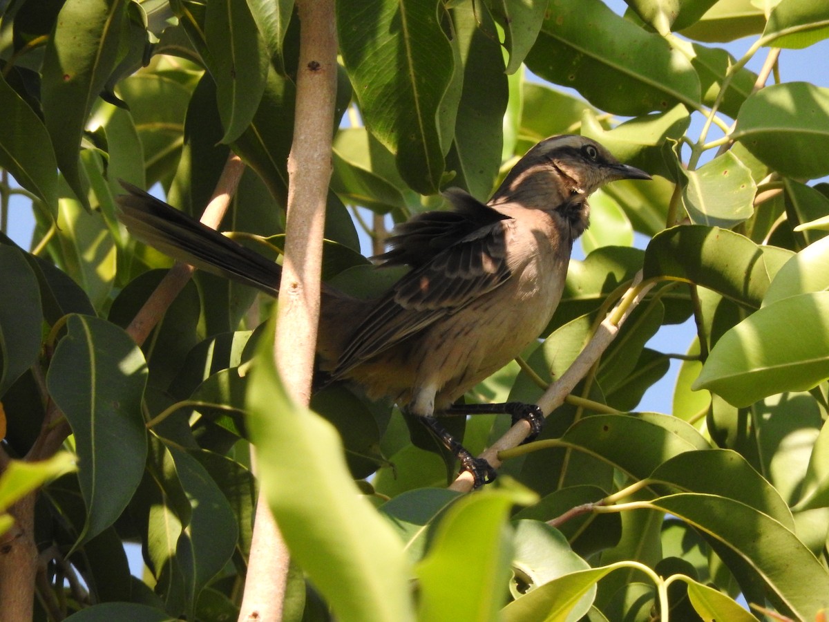 Chalk-browed Mockingbird - ML619586340