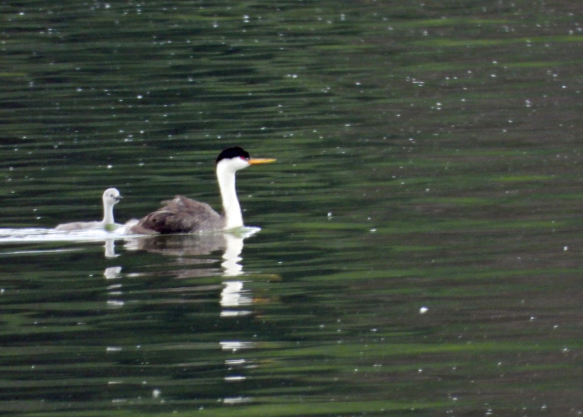 Western Grebe - Rod Higbie