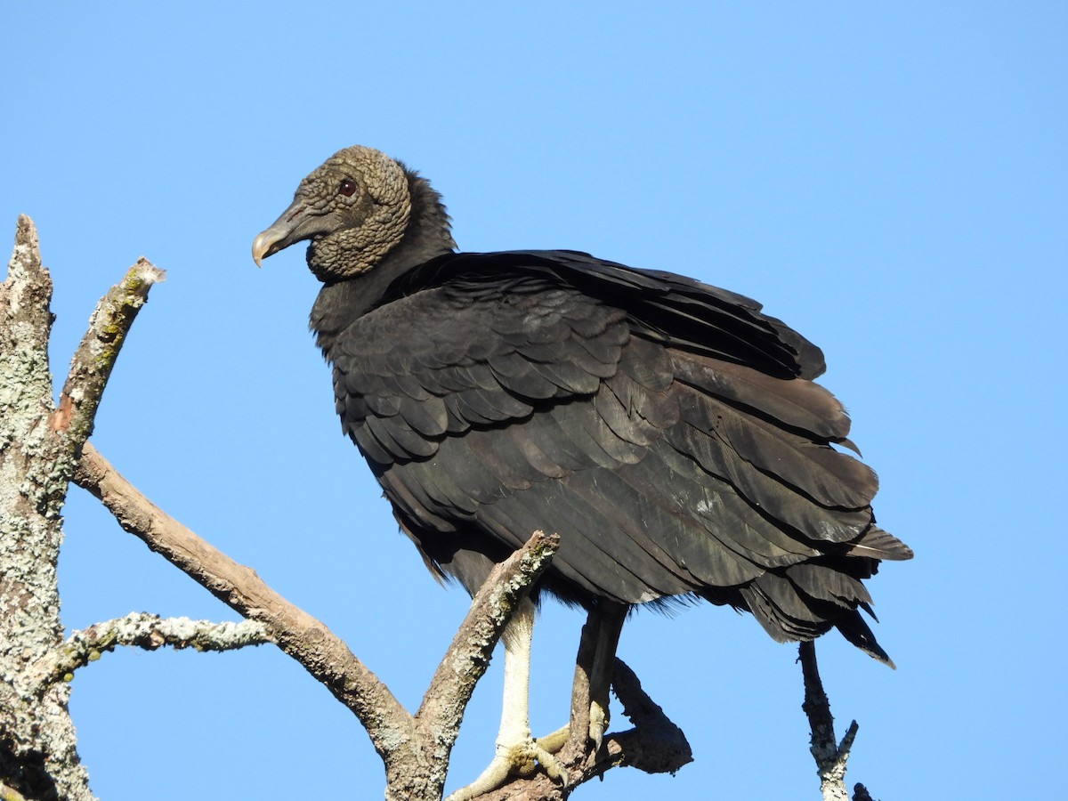 Black Vulture - Dante Ariel Culzoni