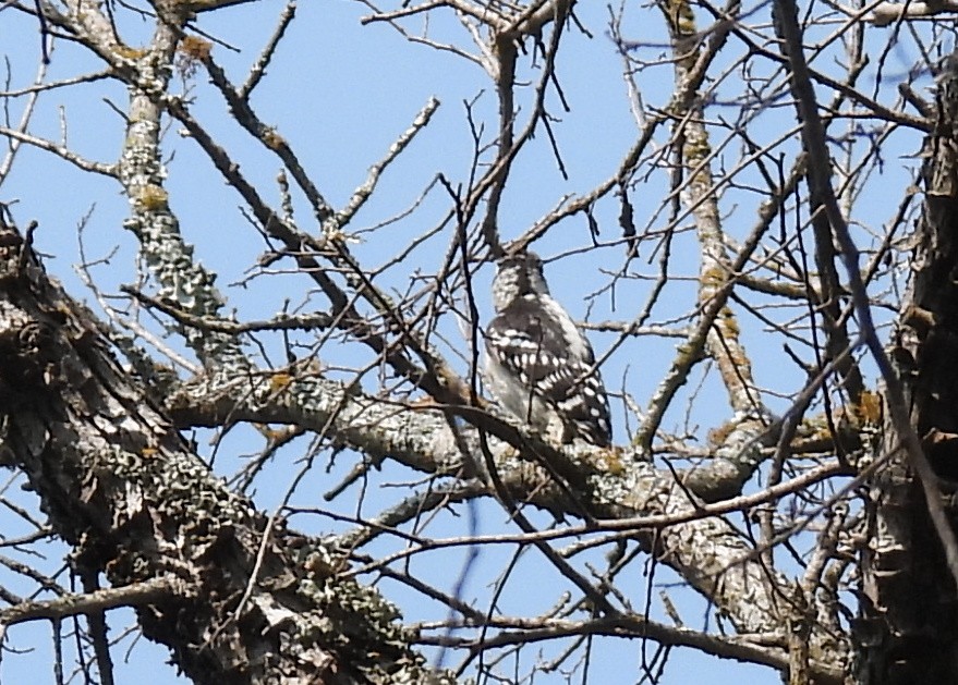 Downy Woodpecker - Mary K Gardner