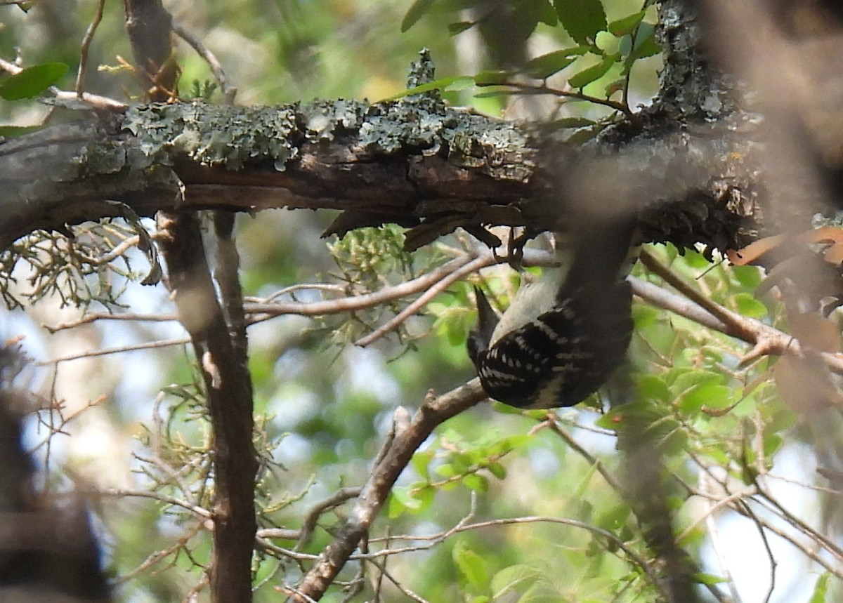 Downy Woodpecker - Mary K Gardner