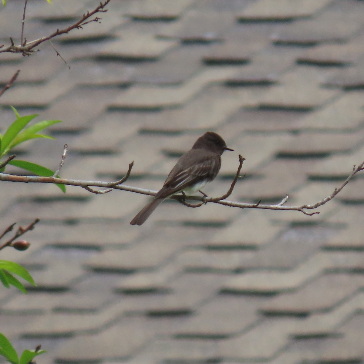 Black Phoebe - Brian Nothhelfer