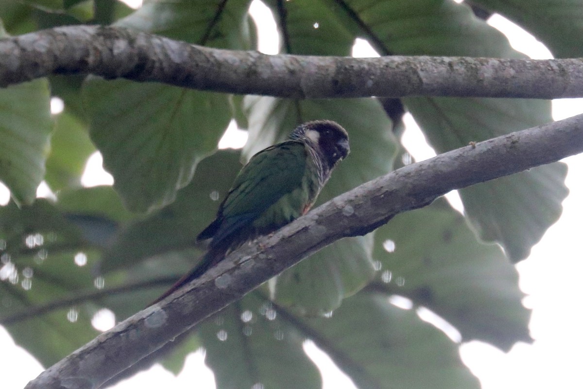 Gray-breasted Parakeet - ML619586357