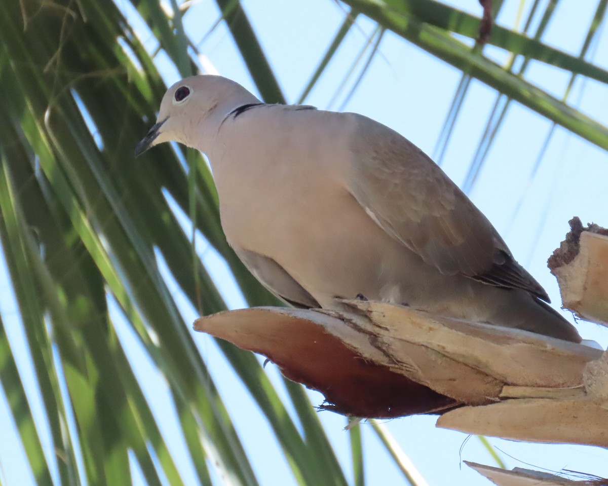 Eurasian Collared-Dove - Laurie Witkin