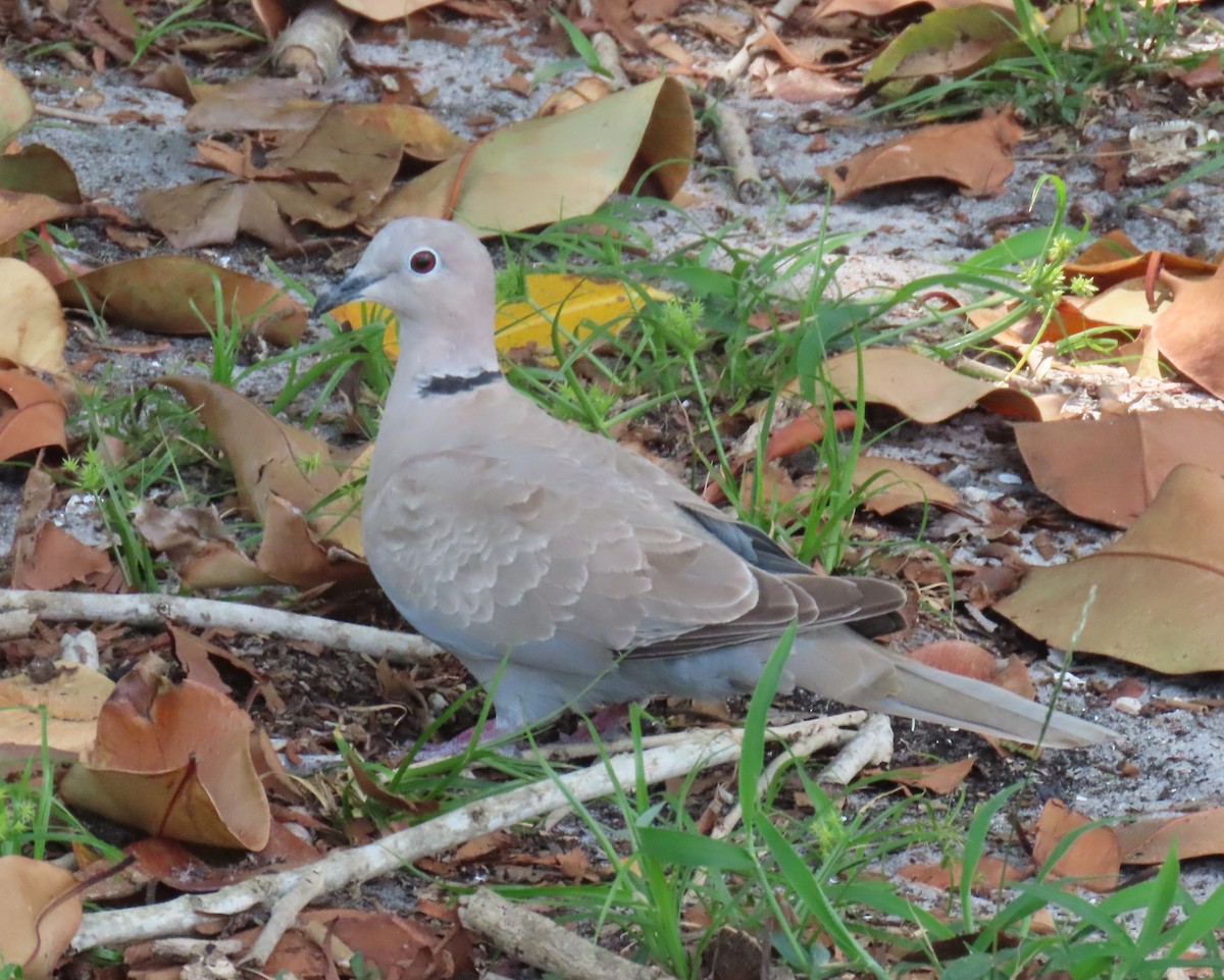 Eurasian Collared-Dove - Laurie Witkin