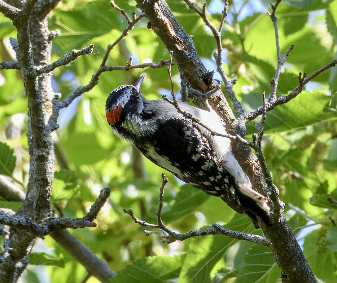 Hairy Woodpecker - ML619586364