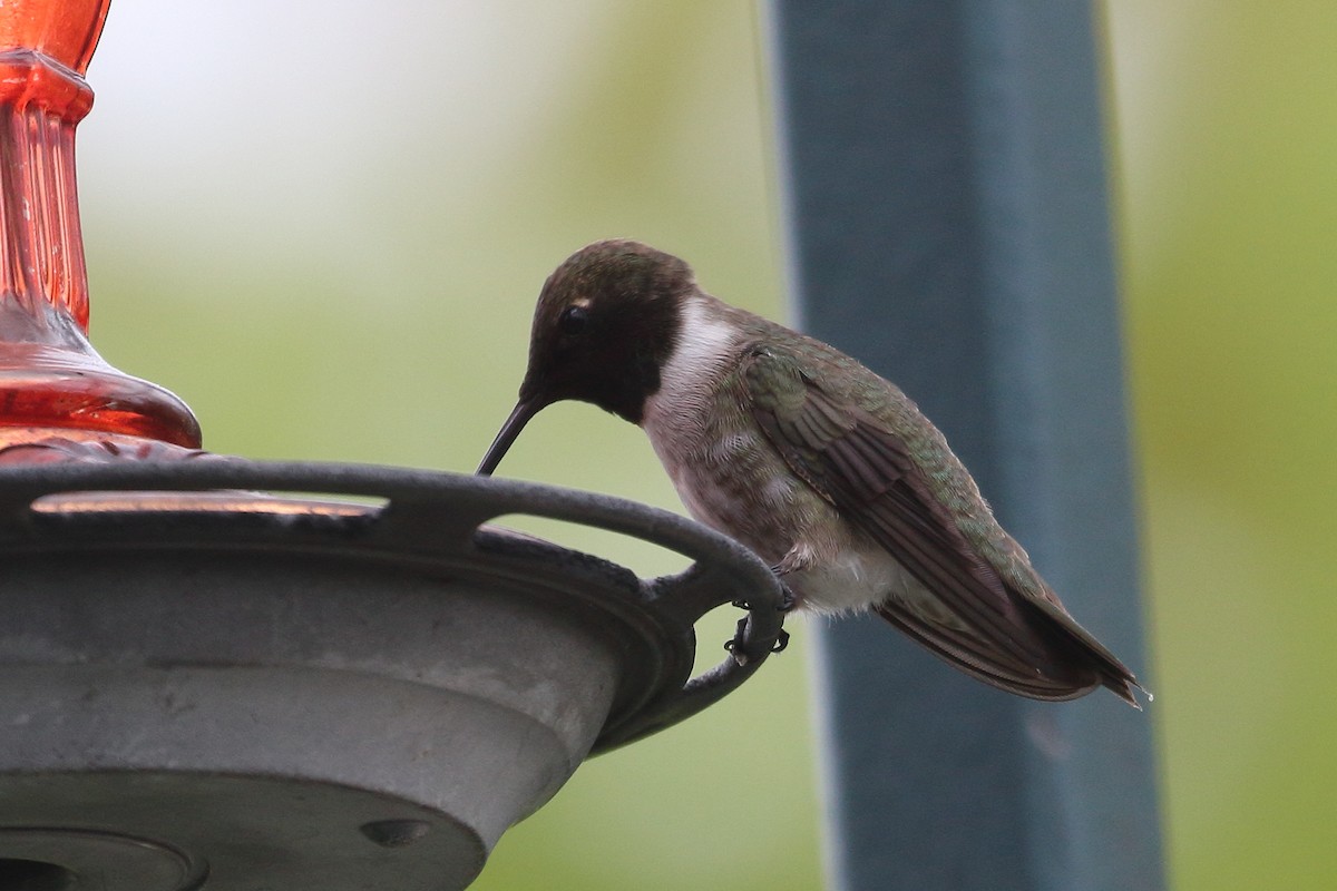 Black-chinned Hummingbird - Jeffrey Fenwick