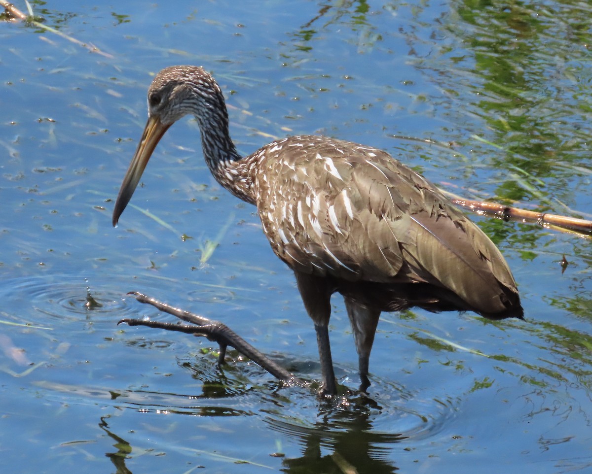 Limpkin - Laurie Witkin