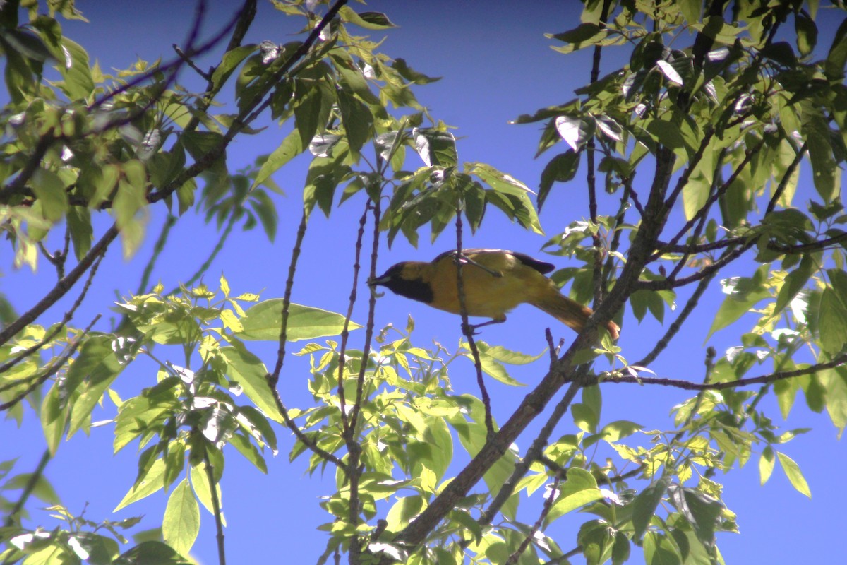 Orchard Oriole - Anni Desai