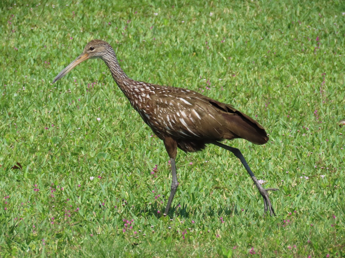 Limpkin - Laurie Witkin