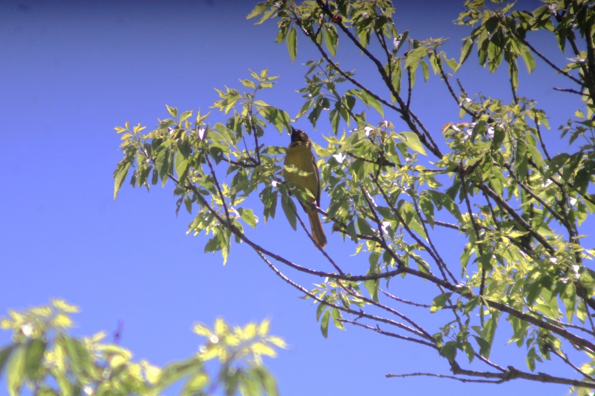 Orchard Oriole - ML619586374