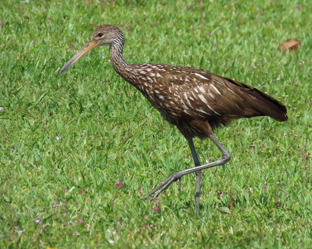 Limpkin - Laurie Witkin