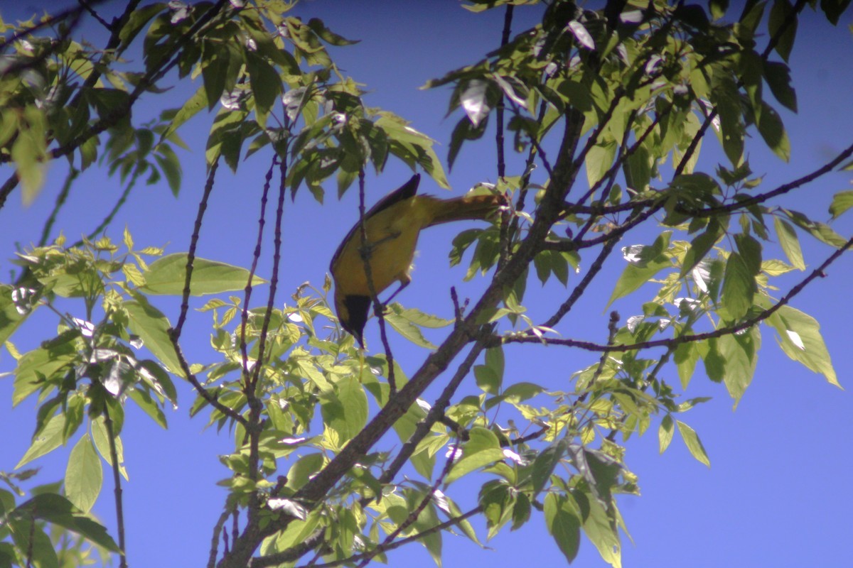 Orchard Oriole - ML619586376