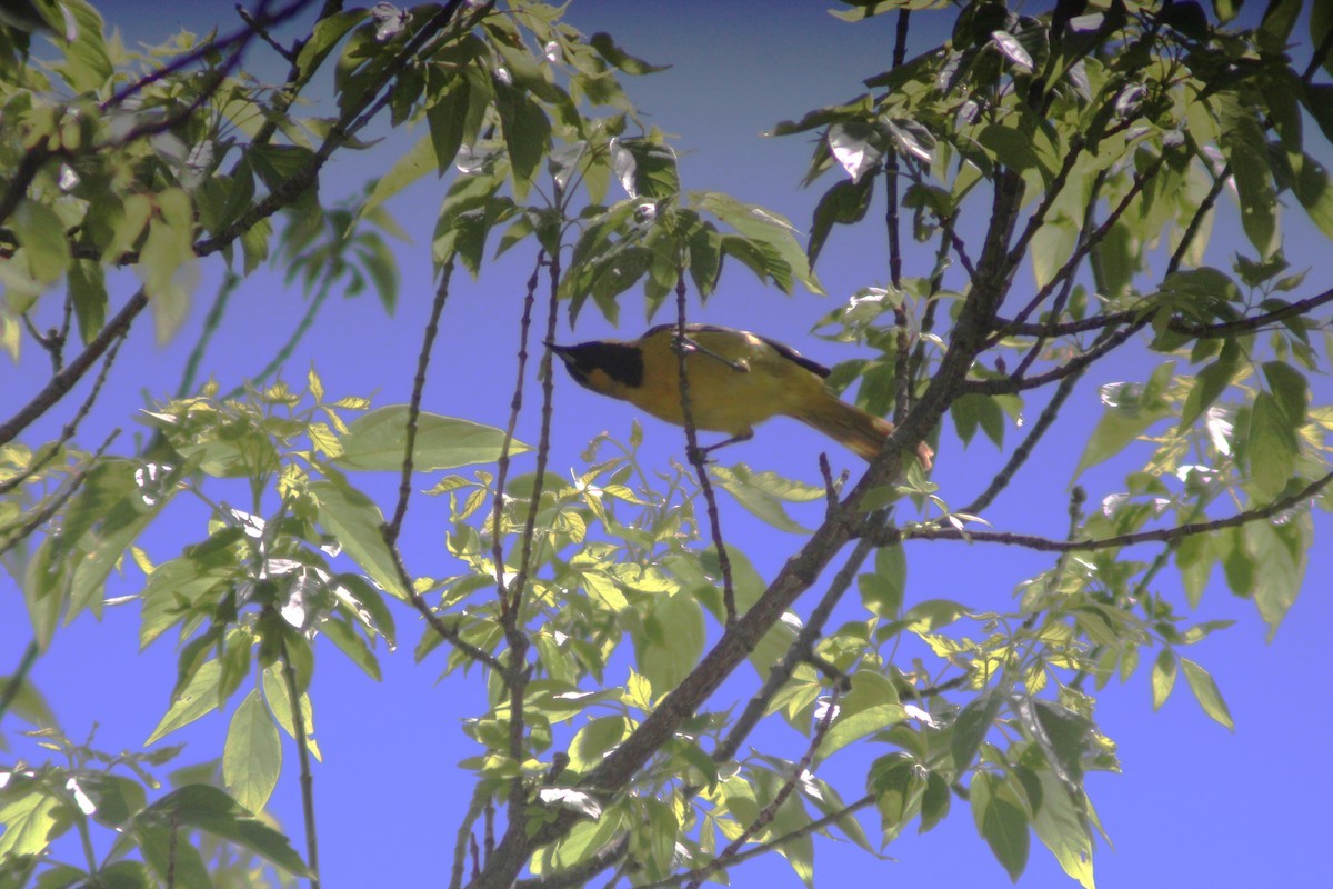 Orchard Oriole - Anni Desai